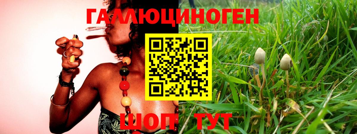Псилоцибиновые грибы Cubensis Белореченск